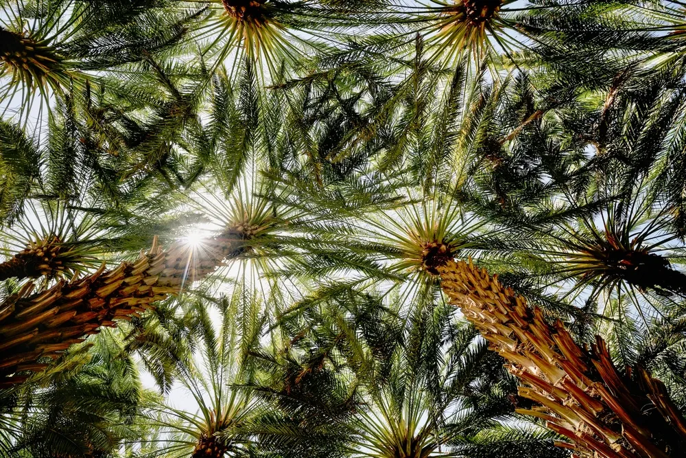 View of palm trees from below, with sunlight filtering through the leaves, representing agriculture in Saudi Arabia.